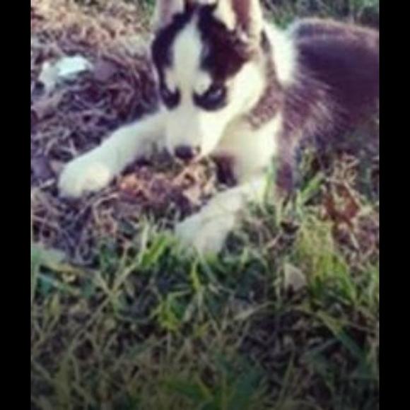 Meet your Posher, Francisco - Picture 1 of 1